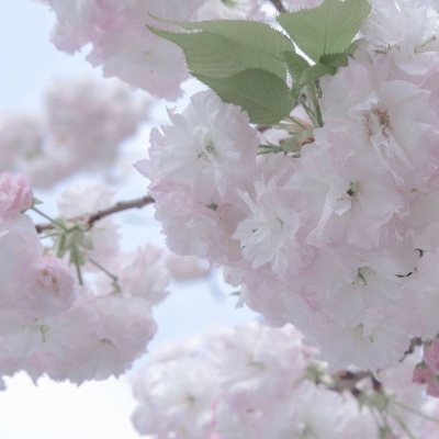 Furry插画元素灵感Furry群